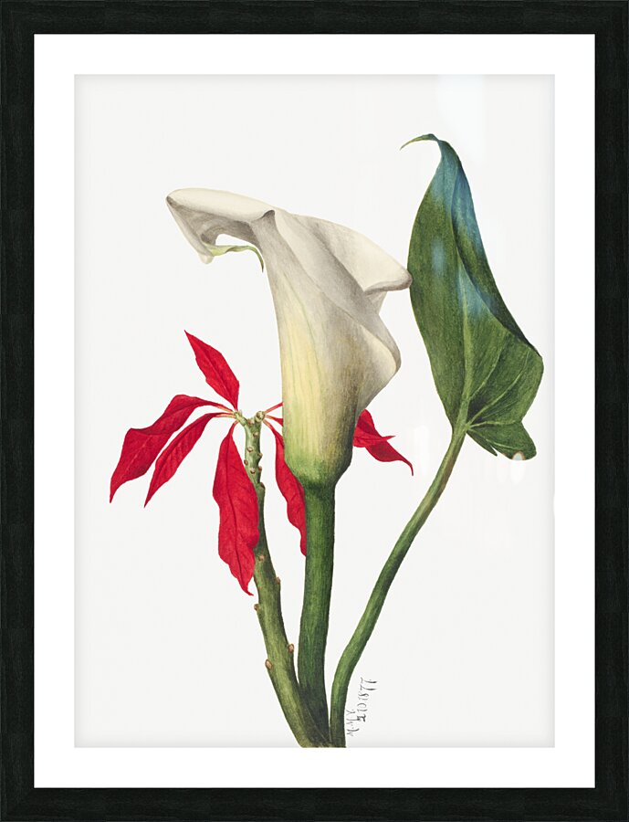 Calla Lily 1877 Picture Frame print