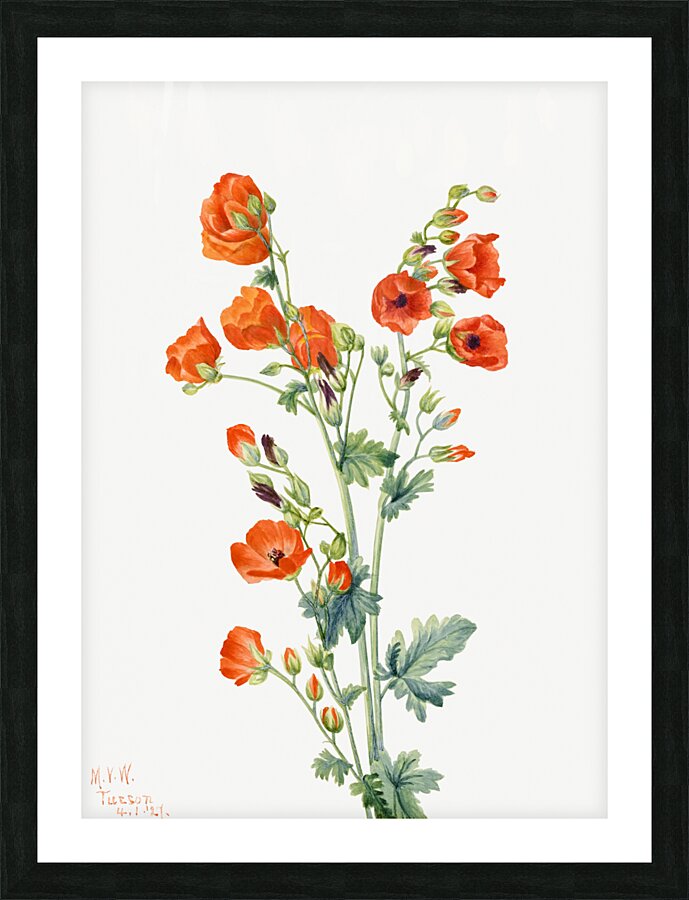 Scarlet Globe Mallow Sphaeralcea grossulariaefolia 1927 Picture Frame print