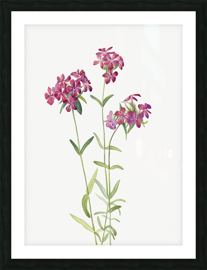 Hairy Phlox Phlox amoena 1930 Picture Frame print
