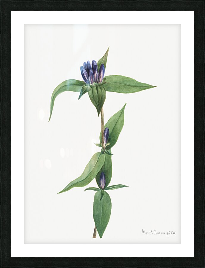 Bottle Gentian Gentiana saponaria 1905 Picture Frame print