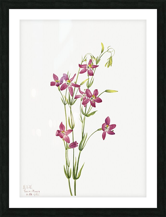 Centaurium Centaurium venustum 1925 Picture Frame print