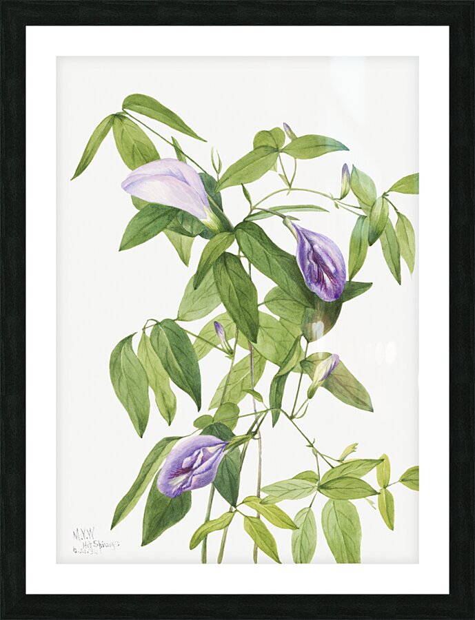 Butterfly Pea Clitoria mariana 1934 Picture Frame print