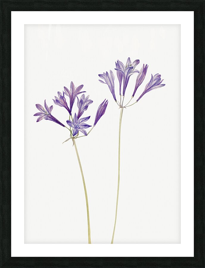 Butterfly Pea Clitoria mariana 1934 Picture Frame print