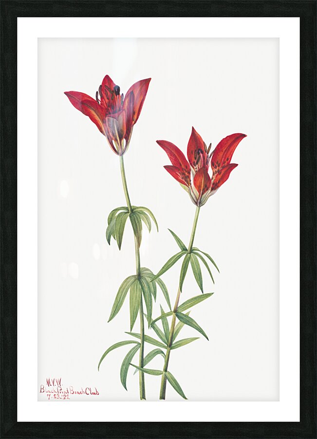 Wood Lily Lilium philadelphicum 1932 Picture Frame print