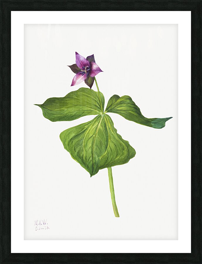 Trillium erectum 1938 Picture Frame print