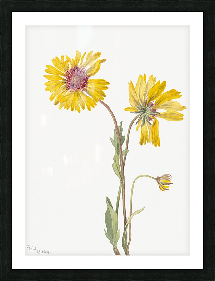 Perennial Gaillardia Gaillardia aristata 1904 Picture Frame print