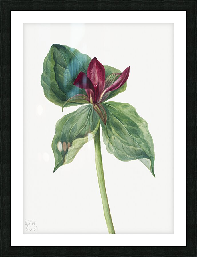 Water Lilies Castalia odorata 1879 Picture Frame print