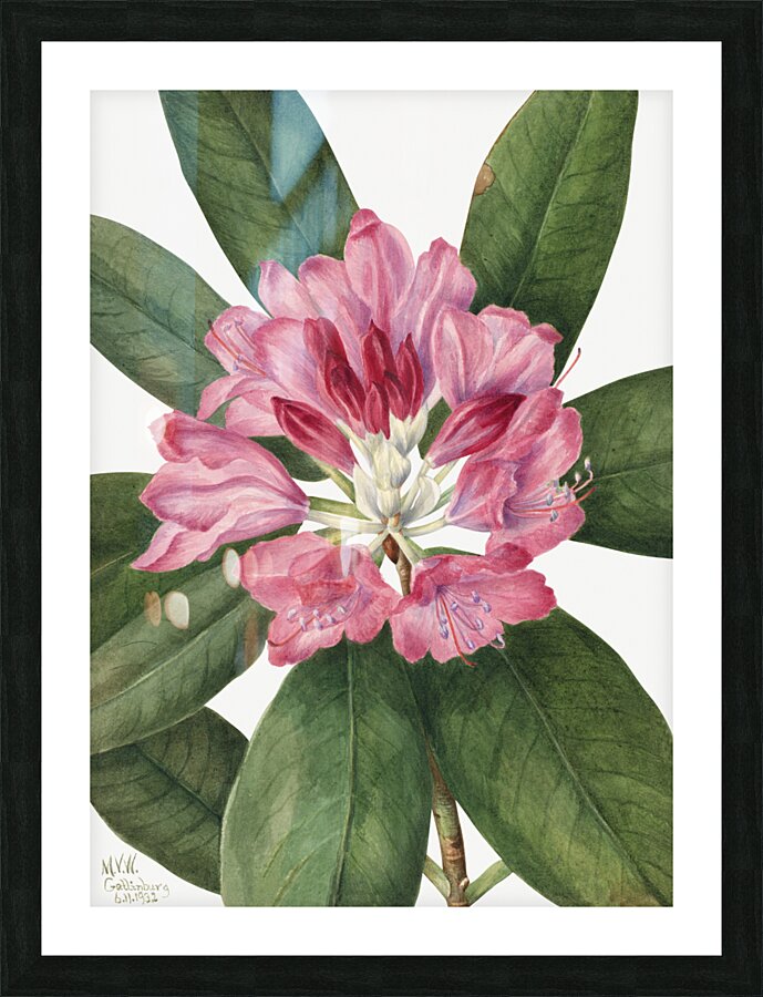 Mountain Rose Bay Rhododendron catawbiense 1932 Picture Frame print