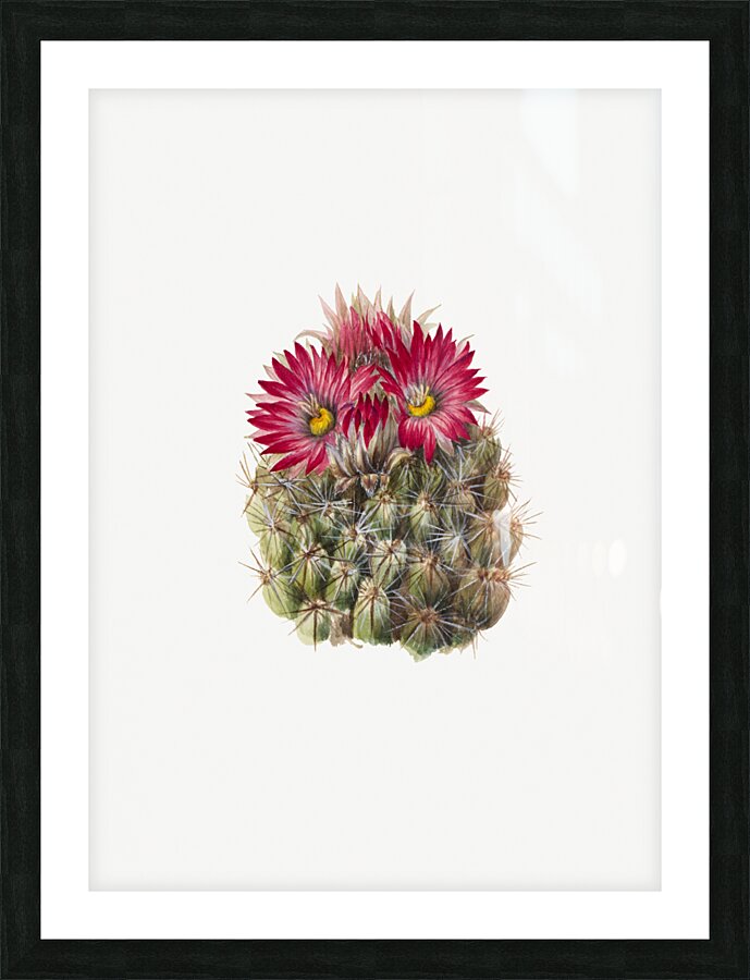 Hedgehog Cactus Coryphantha arizonica 1933 Picture Frame print