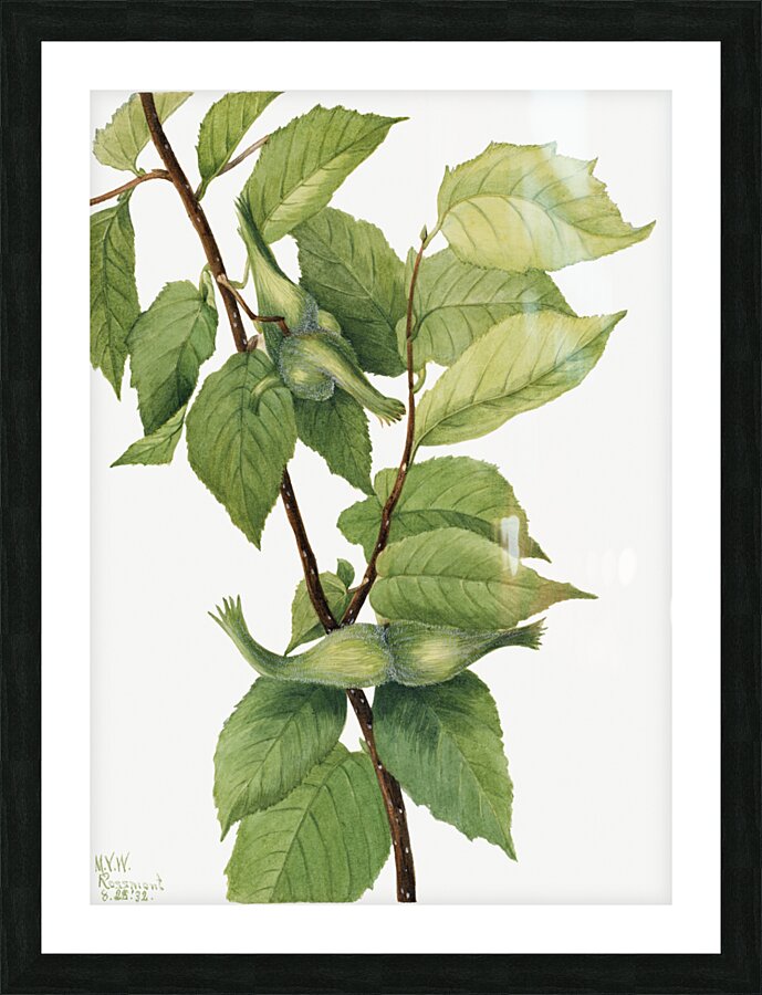 Beaked Hazelnut Corylus rostrata 1932 Picture Frame print
