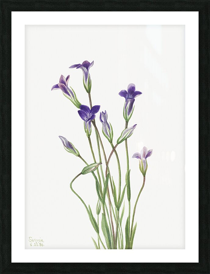 Gentian Gentiana holopetala 1936 Picture Frame print