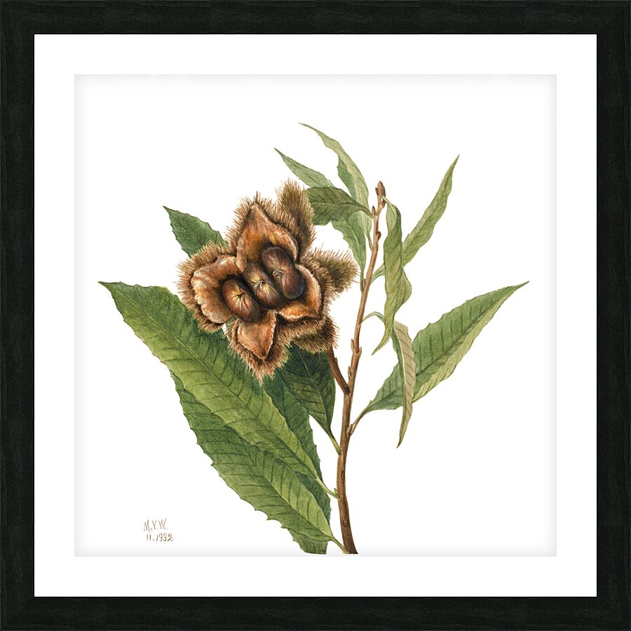 American Chestnut Castanea dentata 1932 Picture Frame print