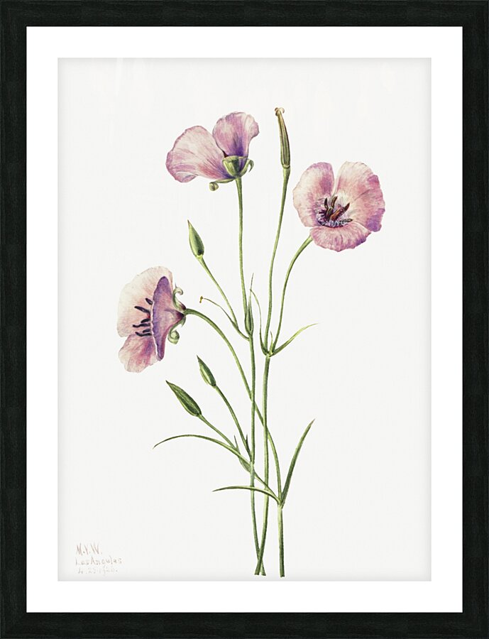 Lilac Mariposa Calochortus splendens 1926 Picture Frame print