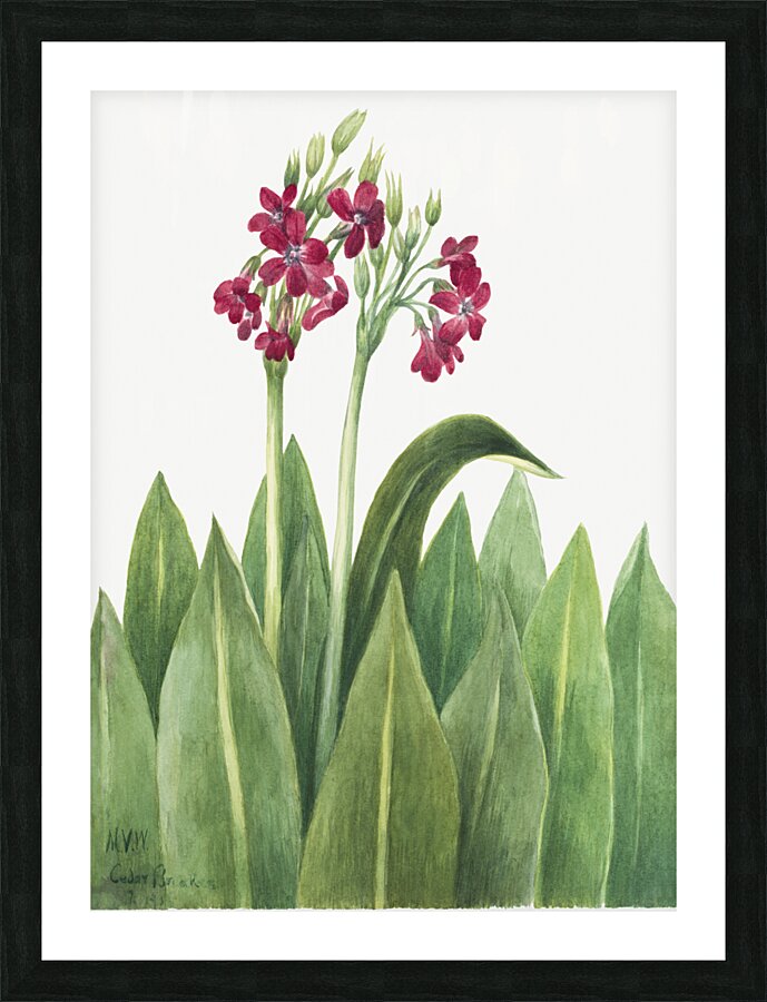 Primrose Primula parryi 1938 Picture Frame print