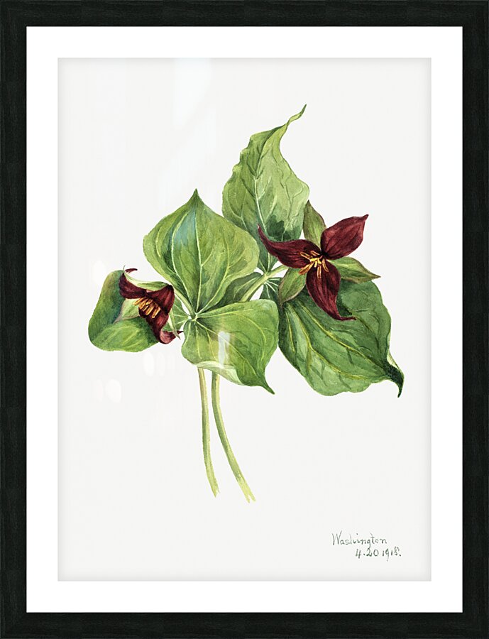 Giant Helleborine Epipactia gigantea 1880 Picture Frame print