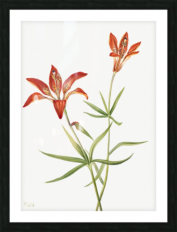 Lily Lilium montanum 1900–1920 Picture Frame print