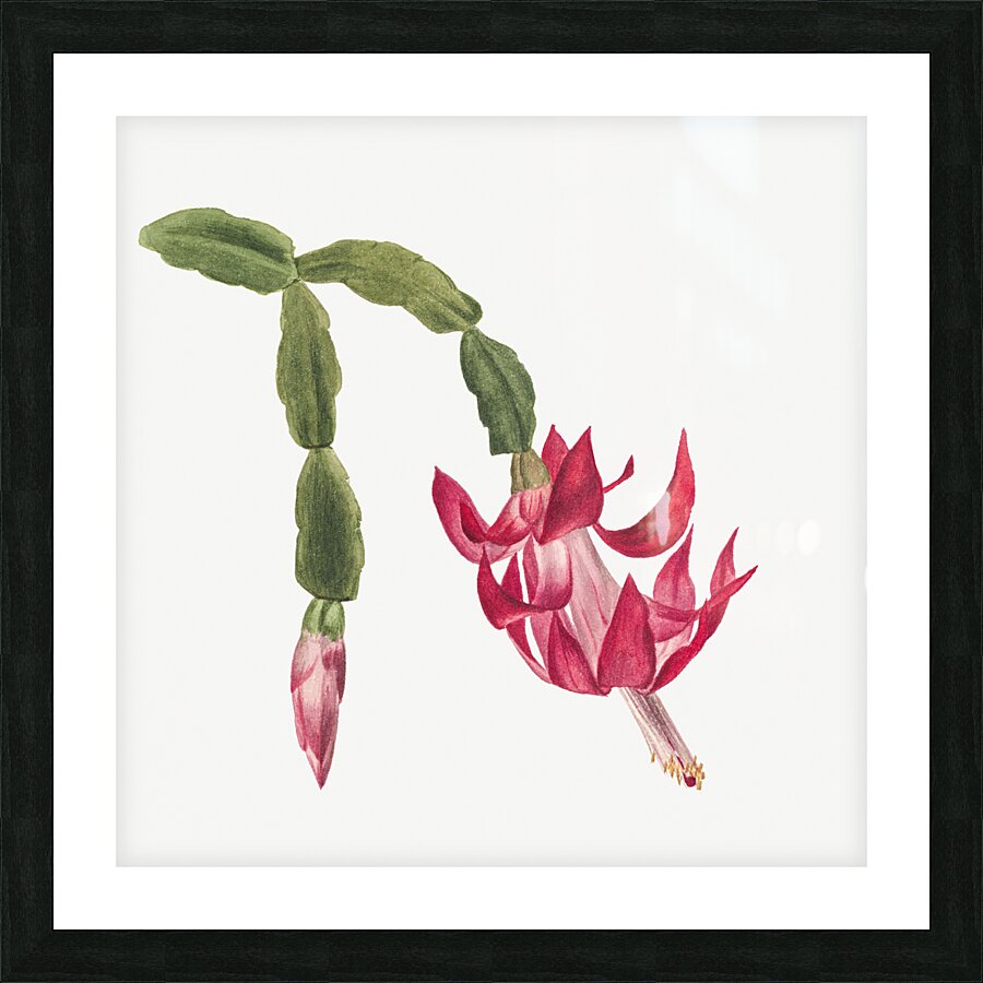 Flower Study 1878 Picture Frame print