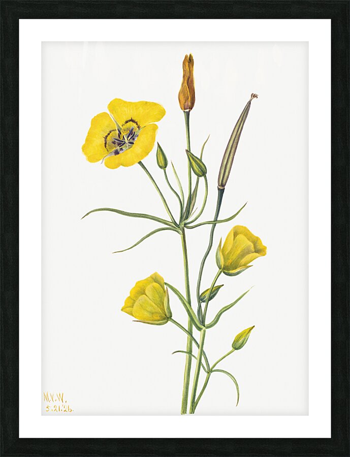 Harebell Campanula rotundifolia 1916 Picture Frame print