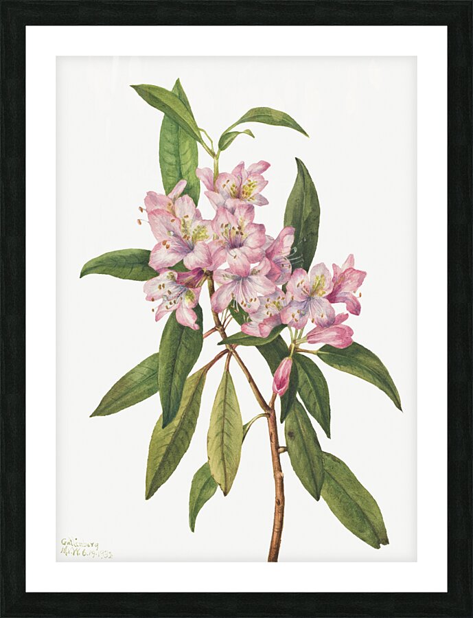 Rose Bay Rhododendron Rhododendron carolinianum 1932 Picture Frame print