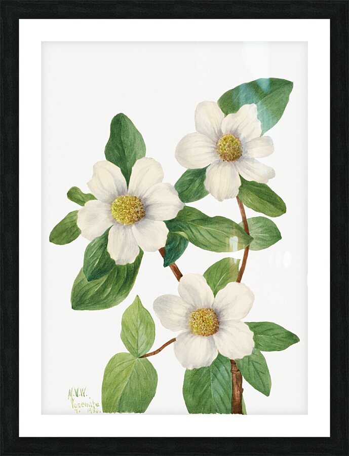 Pacific Dogwood Cornus nuttallii 1933 Impression et Cadre photo