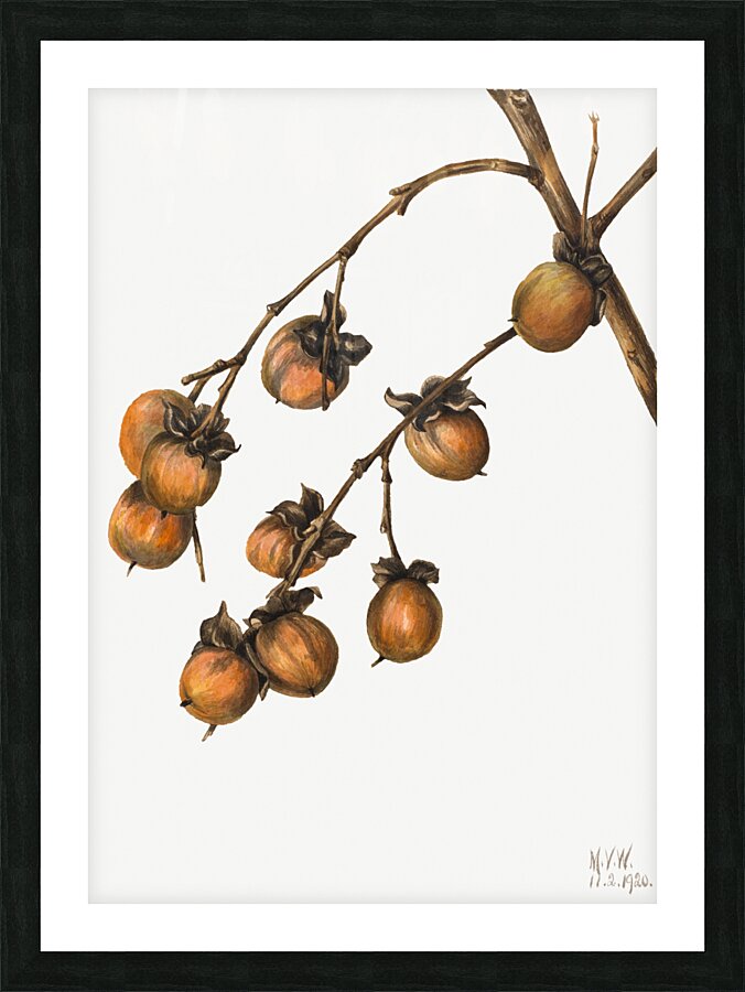 Persimmon Diospyros virginiana 1920 Picture Frame print