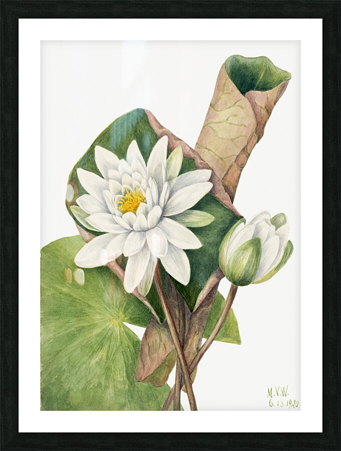 American Waterlily Castalia odorata 1920 Picture Frame print