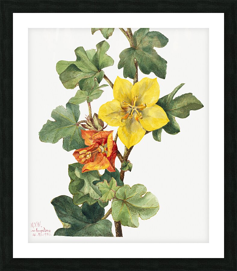 Red Willowweed Epilobium latifolium 1911 Picture Frame print