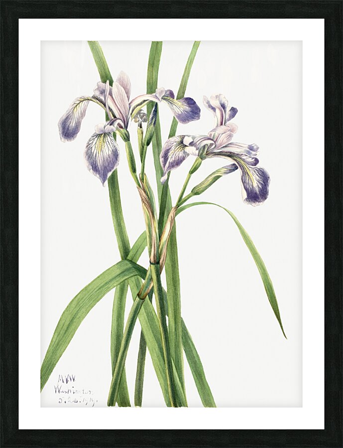 Blueflag Iris Iris versicolor 1919 Picture Frame print
