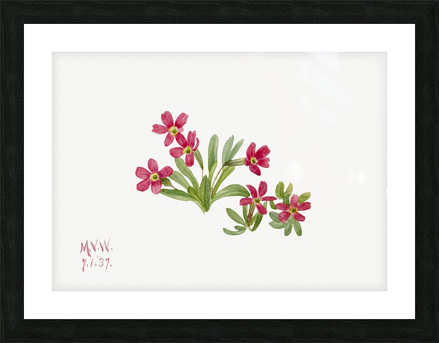 Primrose Primula angustifolia 1937 Picture Frame print