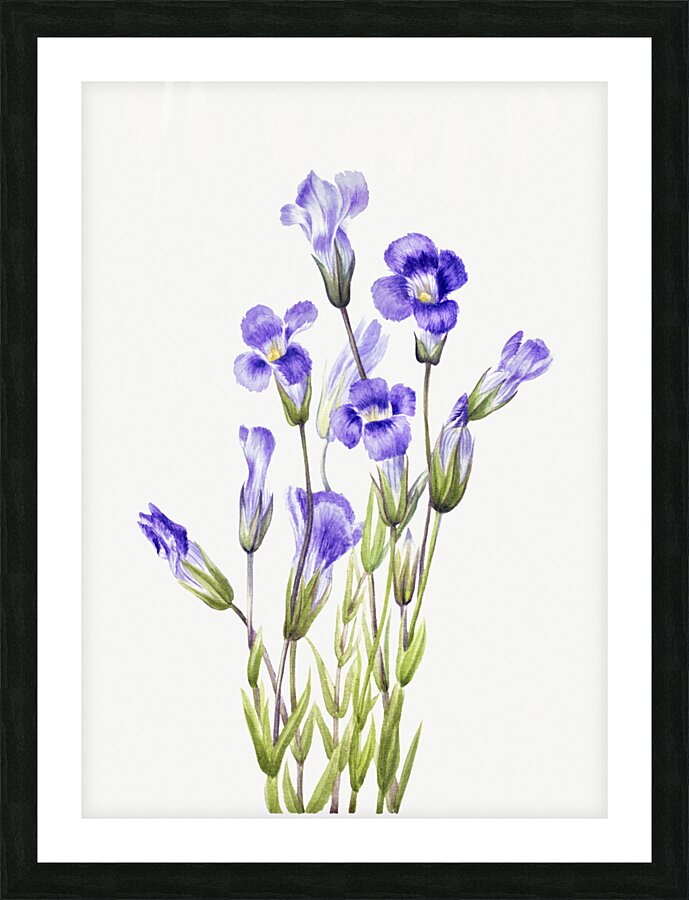 Fringed Gentian Gentiana elegana 1933 Picture Frame print