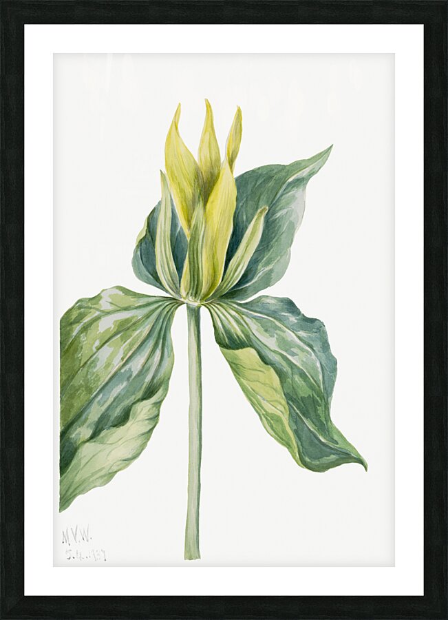 Wake-Robin Trillium underwoodii 1937 Picture Frame print