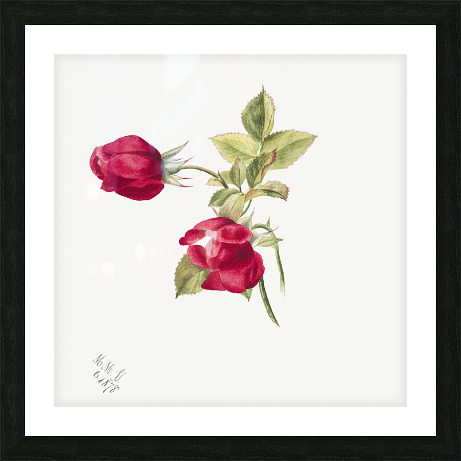 Rose 1878 Picture Frame print