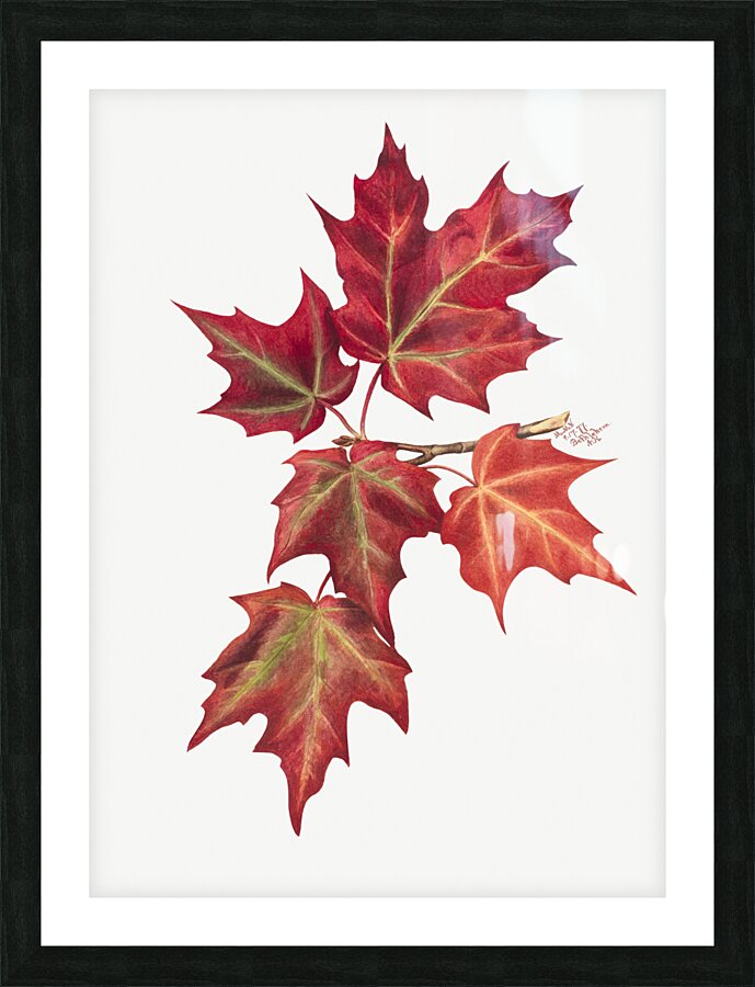 Autumn Leaves 1874  Picture Frame print
