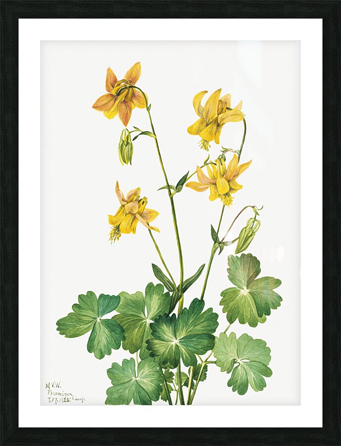 Lemon Columbine Aquilegia flavescens 1925 Picture Frame print