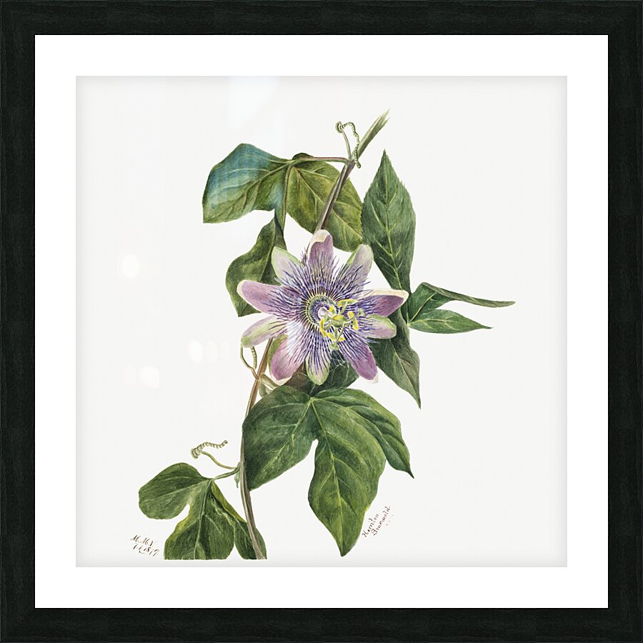 Flower Study 1879 Picture Frame print