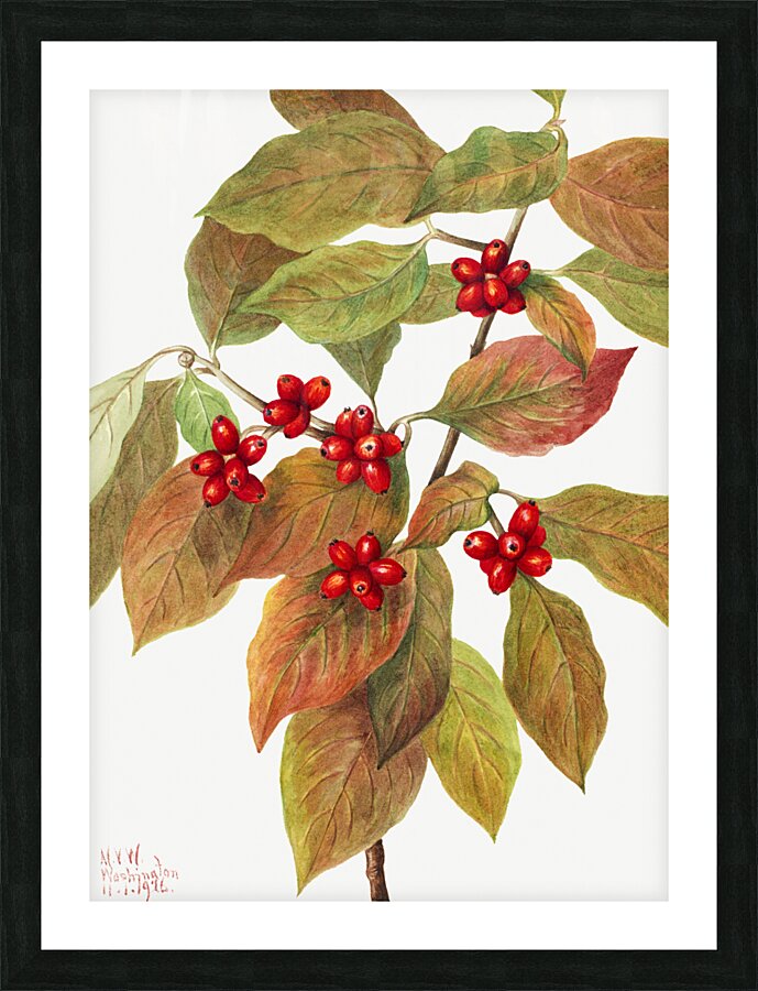 Flowering Dogwood Cornus florida 1919 Picture Frame print