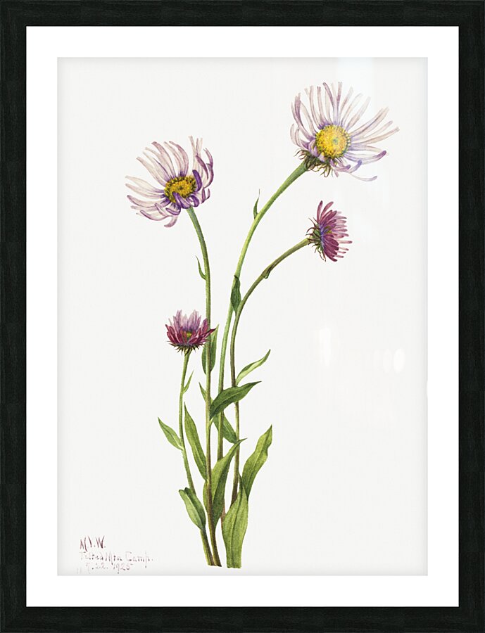 Alaska Fleabane Erigeron salsuginosus 1925 Picture Frame print