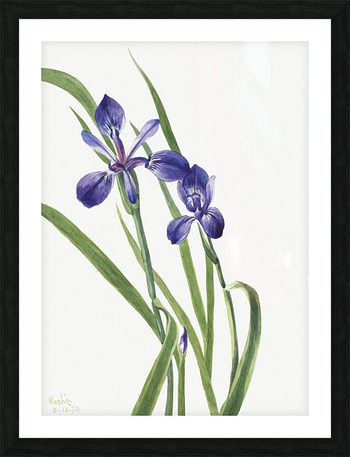 Iris Iris species 1939 Picture Frame print