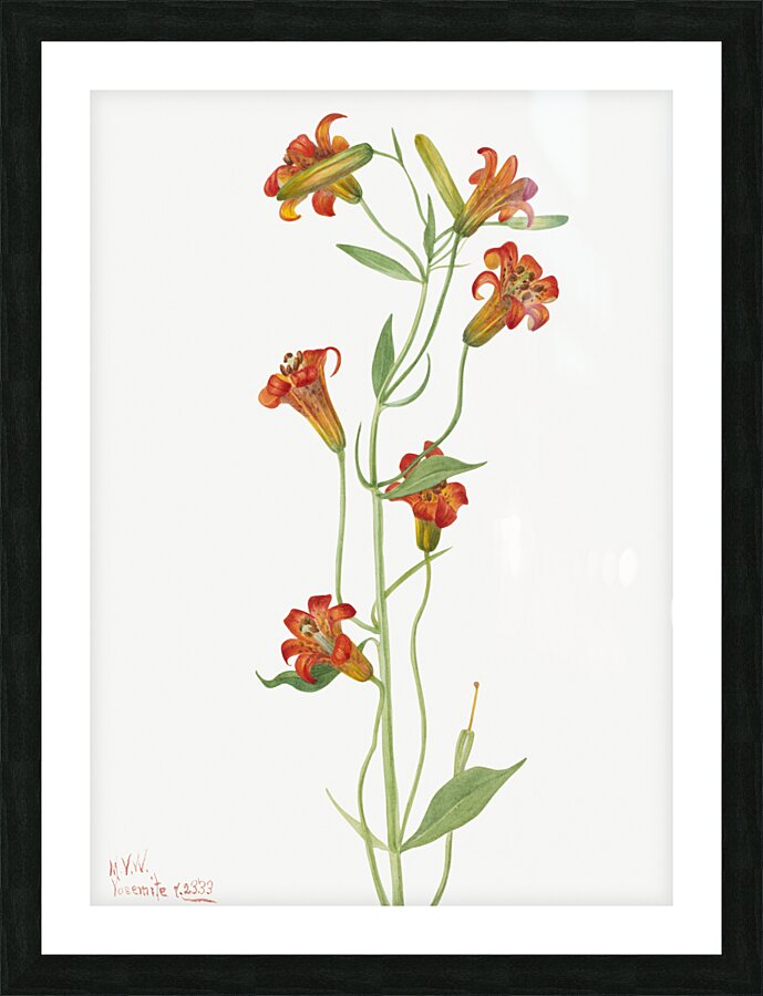 Small Tiger Lily Lilium parvum 1933 Picture Frame print