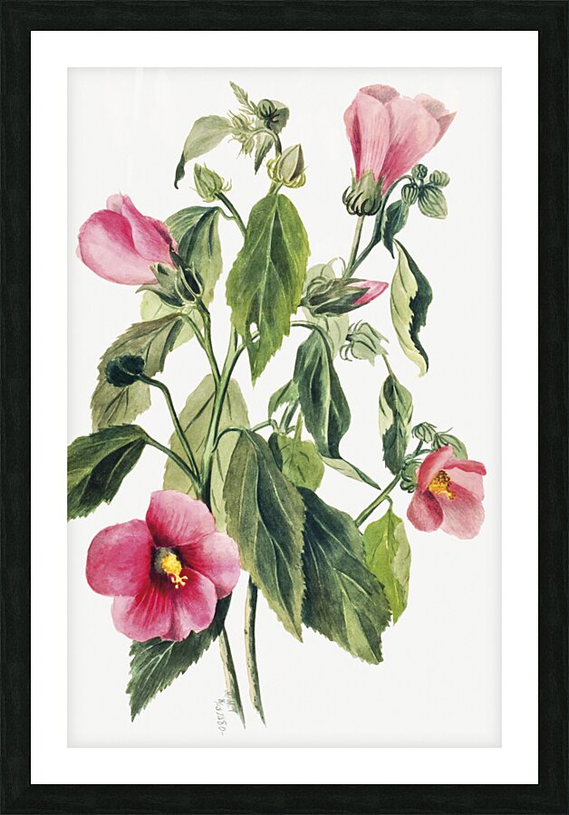 Rose Gentian Sabbatia angularis 1880  Picture Frame print