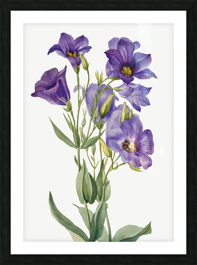Eustoma russelianum 1930 Picture Frame print