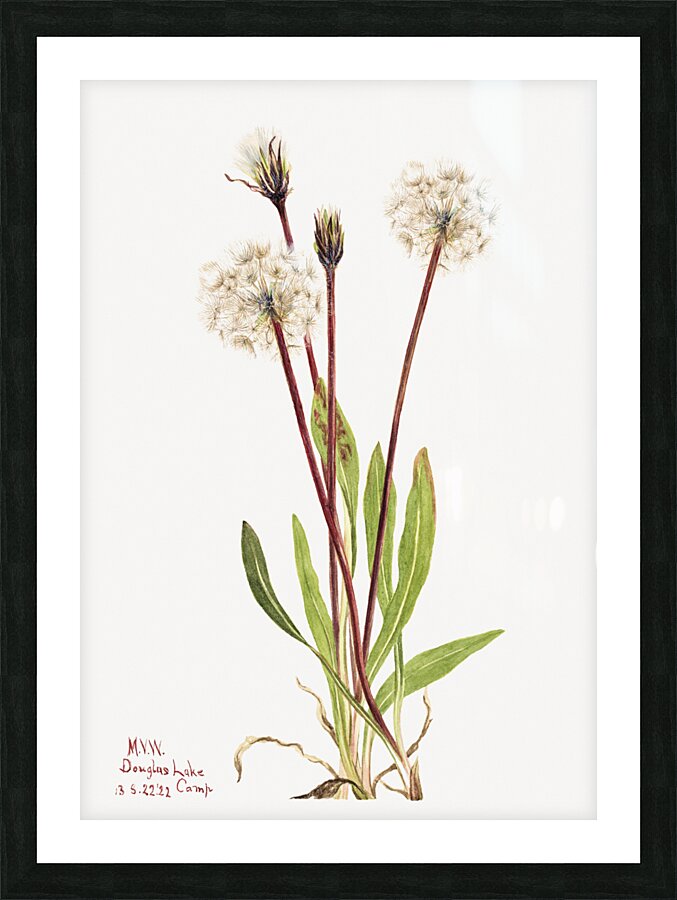 Slender Agoseris Agoseris gracilens 1922 Picture Frame print
