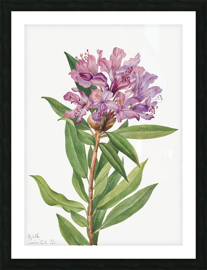California Rose Bay Rhododendron californicum 1933 Picture Frame print