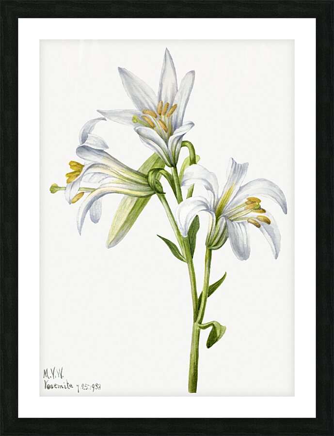 Washington Lily Lilium washingtonianum 1933 Picture Frame print