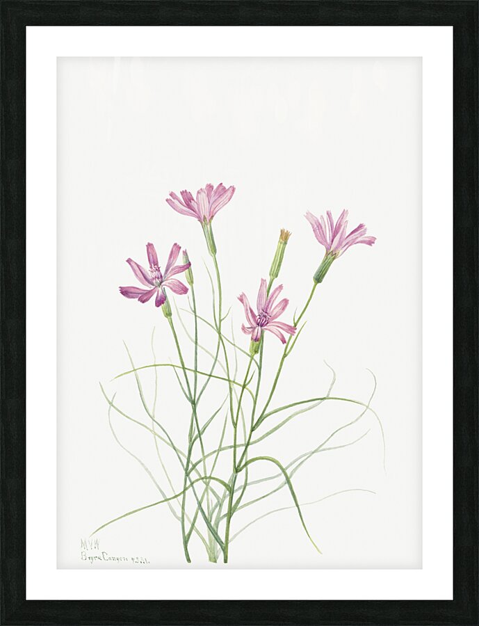 Skeleton Weed Lygodesmia grandiflora 1931 Picture Frame print