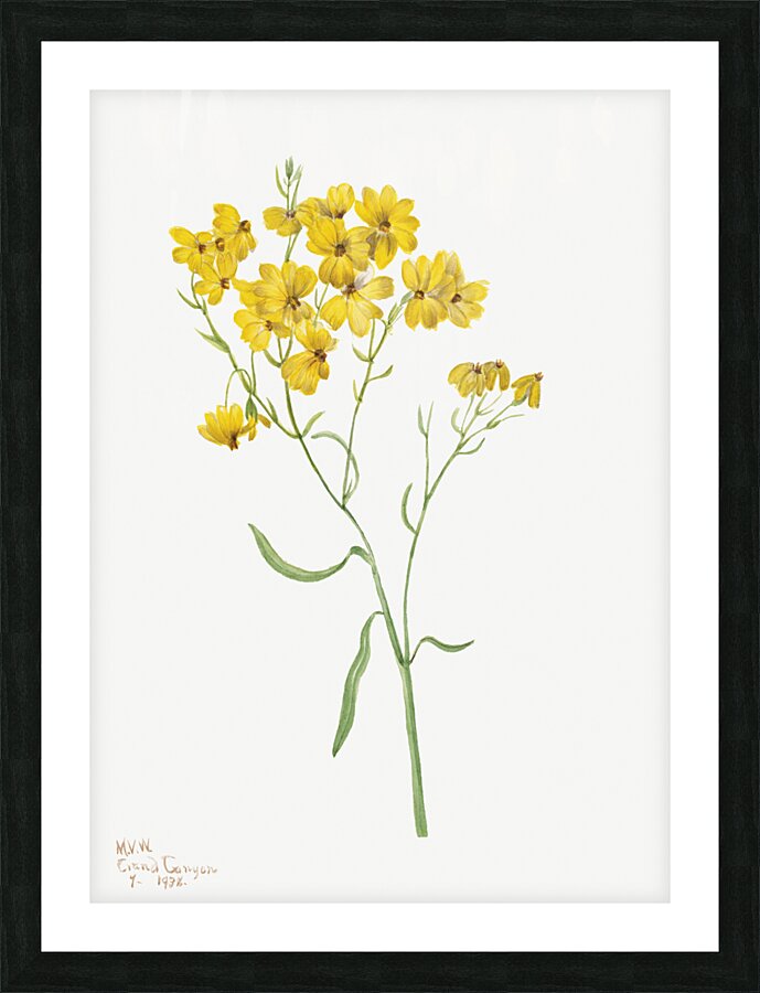 Psilostrophe sparsiflora 1938 Picture Frame print