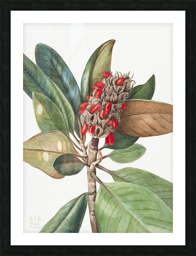 Southern Magnolia Magnolia grandiflora 1923 Picture Frame print