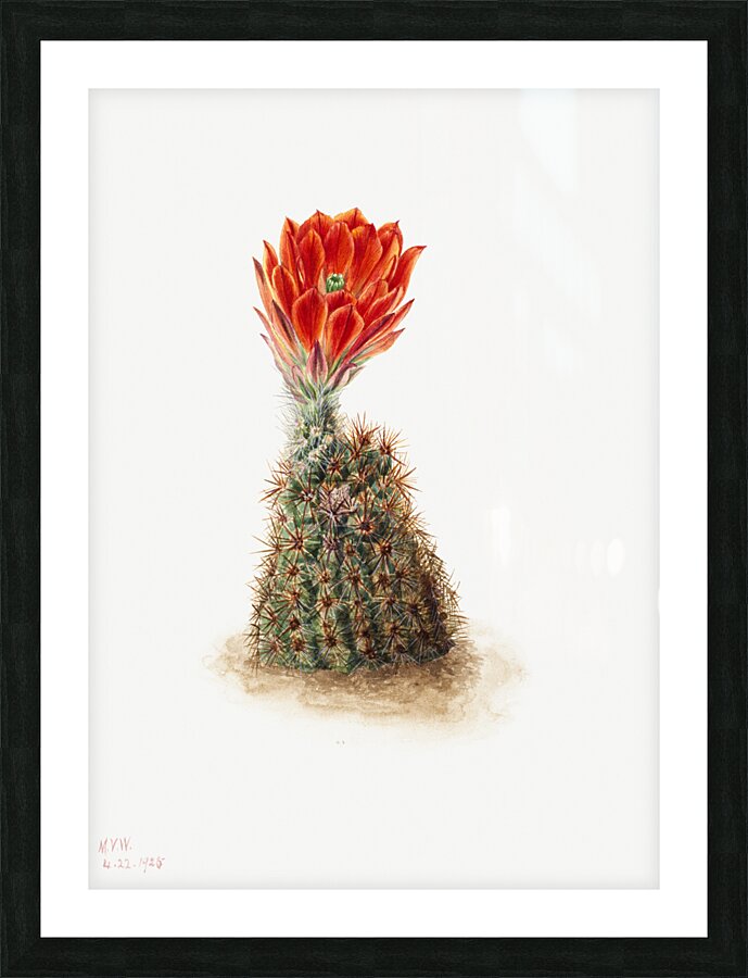 Cucumber Cactus 1939 Picture Frame print