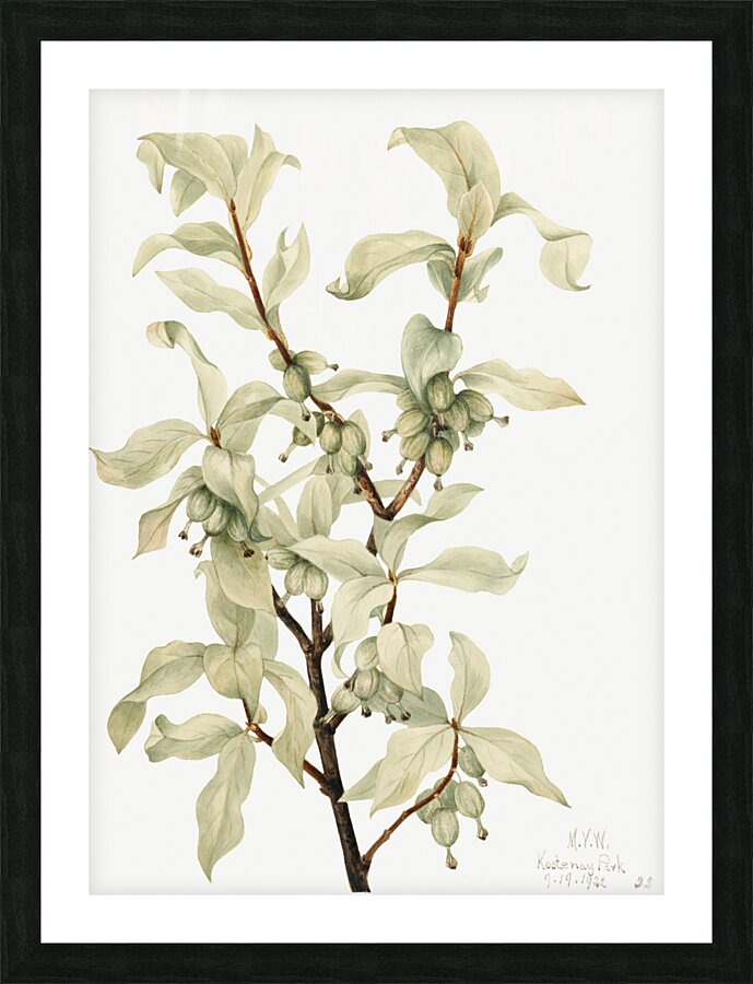Silverberry Elaeagnus commutata 1922 Picture Frame print