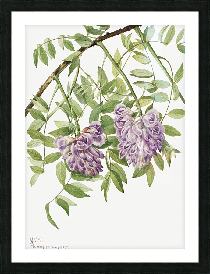 American Wisteria Kraunhia frutescens 1925 Picture Frame print